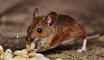 Find Exterminators in Chicot County